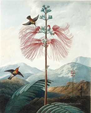 LARGE FLOWERING SENSITIVE PLANT Philip Reinagle Oil Paintings